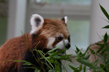Close up Red Panda, Lesser Panda