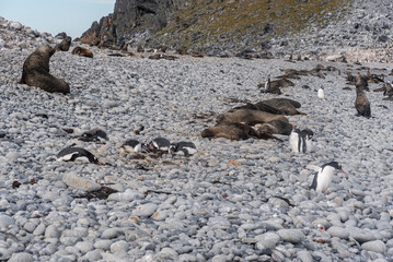 Antarctic Wildlife