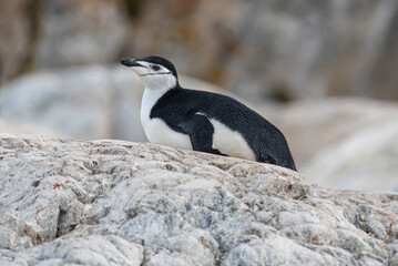 Naklejka premium Antarctic Wildlife