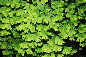 Beautiful hybrid Maidenhair fern in tropical garden