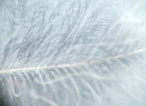 Downy duck feather, vexillum, undercoat , pinnula and quill. Keratins - horny substance can be subtle and graceful. Extreme close up