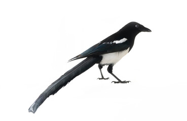 The American magpie (Pica pica) was filmed in different poses and angles. Distrust interpretation. Isolated on white