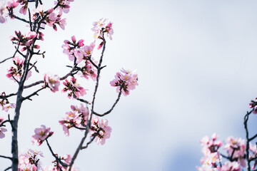 Branches of pink blossoming wild almond tree on a blurry background in the early spring, april blossom of colorful flowers