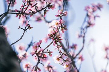 Branches of delicate pink blossoming wild almond tree in the early spring garden, april blossom of colorful flowers on a blurry background, selective focus