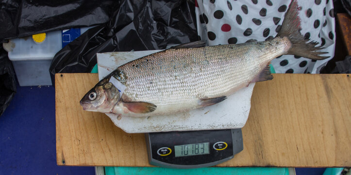 Ichthyological field research. The Whitefish (Coregonus lavaretus) is being weighed. Gulf of Finland of the Baltic Sea