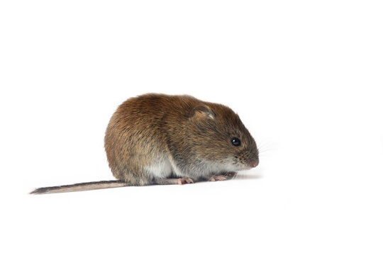 Mouse was filmed in different poses and angles. Red-backed Vole on white