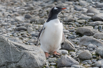Fototapeta premium Antarctic Wildlife