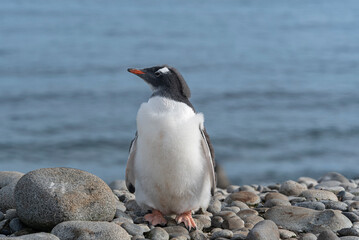Naklejka premium Antarctic Wildlife