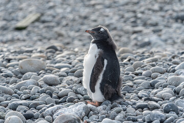 Obraz premium Antarctic Wildlife