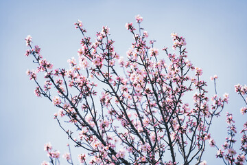 Wild pink almond tree against blue sky in bright sunny day, first early spring flowers on tree,...