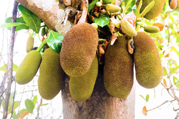 Breadfruit on tree, ripe and young fruits of tropical gardens, jackfruit growing directly from...