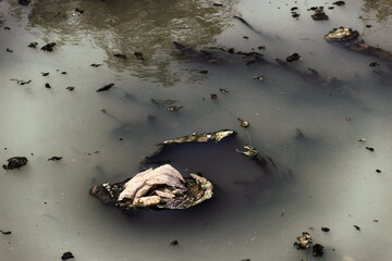 This is the sewer channel of almost dead, clusters of dead organic matter. Muddy water due to the abundance of hydrogen sulfide