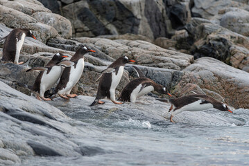 Antarctic Wildlife