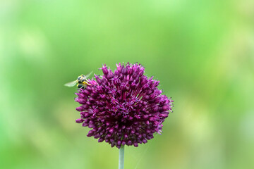 Broadleaf wild leek (Allium atroviolaceum) onions grow in deposits (dry steppe) of the northern Black Sea region and Crimea. Many nectarophages and pollinators of flowers: wild bee