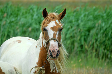 Beautiful thoroughbred horses are raised in the Crimea. A piebald mare with a piebald foal in a steppe meadow.