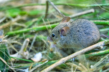 Possibly wild house mouse (Mus musculus) in the suburbs of Abu Dhabi, United Arab Emirates