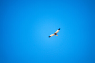 Duck-hawk (Circus aeruginosus) in the blue sky during wintering in the Arab Emirates. January