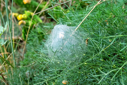 A spider cocoon with eggs in a web in a grass bush. Probably wasp spider (Argiope sp.). Crimea