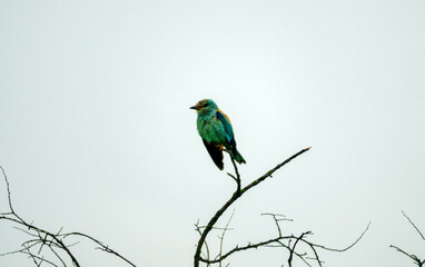 Roller (Coracias garrullus) dries its feathers after a rain on top of a dry tree, the wings are lowered