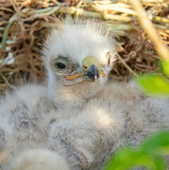 Long-legged buzzard (Buteo rufinus) nestlings are 5 days old, elder's eyes are open. White chicks in the first downy plumage, they don 't hold heads well, sleep a lot. Crimea, Kerch Peninsula. Series
