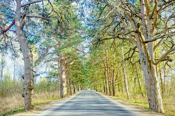 The highway is surrounded by century-old pine trees. Road alley