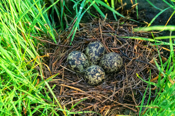 A black-winged stilt (Himantopus himantopus) nest in the coastal thickets of a brackish lake in coastal vegetation. Northern Black Sea region