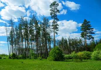 An old artificial pine forest. Forest edge and forest meadow. Wild cherry, wild apple and hazel trees grow on the edge