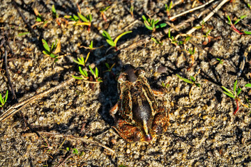 Batrachology. Common spadefoot (Pelobates vespertinus Pallas) ammocolous amphibian. View from above. Light stripes on the back and dark between the eyes as a species character