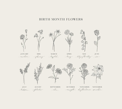 Herbs and florals, Floral Decorative Design Element. Vector Graphics. - Powered by Adobe