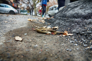 Sparrow. Dead bird in the city