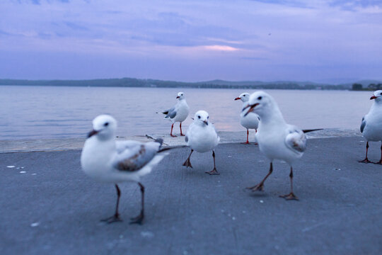 Squabbling seagulls at Warners Bay Foreshore Reserve in dusk light