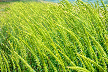 Russian wildrye (Psathyrostachys juncea, Elymus junceus) on coast of hypersaline lake Sivash, Kerch peninsula. Species can grow and prosper in many harsh environments. Pasture species of grass crop