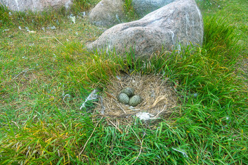 Scandinavian Lesser black-backed gull (Larus fuscus fuscus) nest on islands of eastern part of Gulf of Finland, Baltic Sea. Mixed colony with Herring Gull. Plastic objects are used as nest material