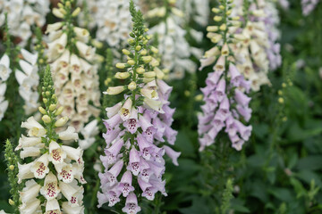 Digitalis purpurea