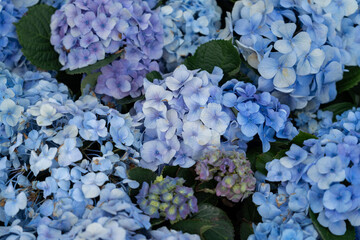Hydrangea macrophylla