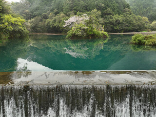 高知県中土佐町　山内ダム湖の浮島桜