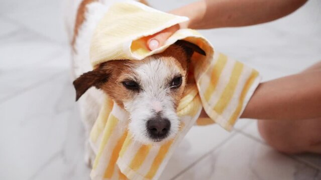 loving moment as a Jack Russell Terrier is gently wrapped in a soft yellow towel, showcasing the nurturing side of pet care in a homely environment