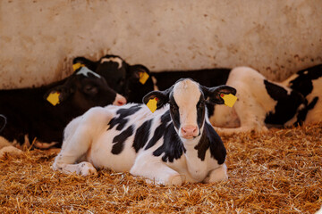 Closeup portrait of holstein calf cow lying in straw inside dairy farm with sunlight