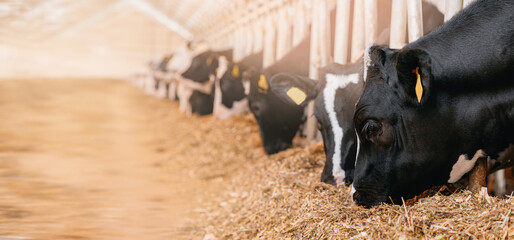 Herd of cows eating hay in cowshed on dairy farm in barn with sunlight. Concept agriculture...