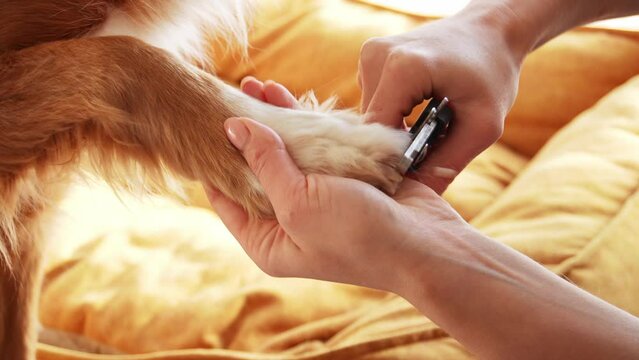 Nail clipping for a canine companion, Focus on paw care. Delicate hands provide nail trimming for a dog paw, ensuring well-being and hygiene in a comfortable home setting