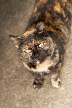 A calico cat with distinct orange, black, and white fur looking directly at the camera with curiosity and alertness.
