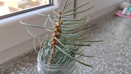 Sprig of pine or fir in a jar of water on the window