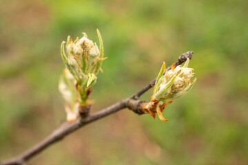 A farmer examines the early leaves of a pear tree. Agriculture.