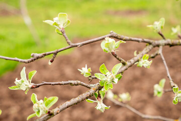 A farmer examines the early leaves of an apple tree. Agriculture.