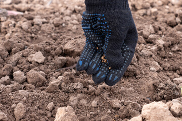 Beet seeds are introduced into the soil. Growing beets. Agriculture.