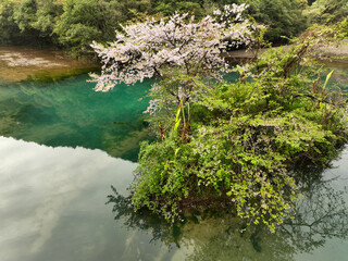 高知県中土佐町　山内ダム湖の浮島桜