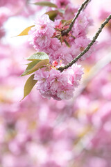 japanische kirsche blüht im Frühling 