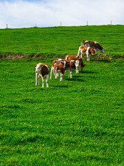 Group of calves grazing on a meadow in spring blossom, typical landscape of rural areas
