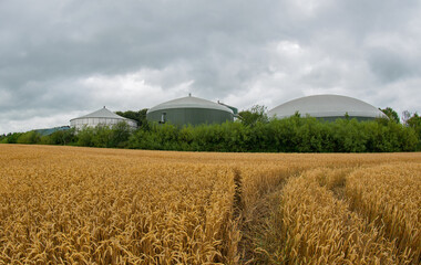 Weizenfeld vor einer Biogasanlage zur Stromerzeugung und Energiegewinnung - 779888444
