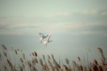 birds flying in the grass and reeds  landscape - obrazy, fototapety, plakaty